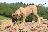 BOERBULL 062